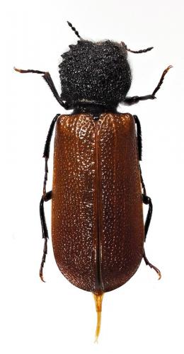 Bostrichus capucinus