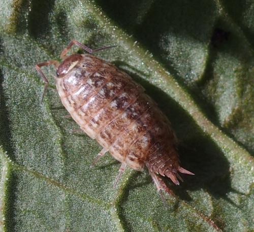 Philoscia muscorum
