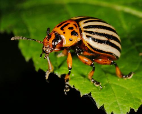 Réf. 183 182 : Leptinotarsa decemlineata