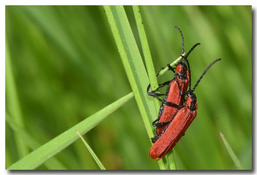 Réf. 183 746 : Lygistopterus sanguineus