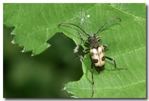 Réf. 183 747 : Pachytodes cerambyciformis