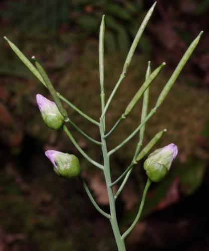 Dasineura cardaminis