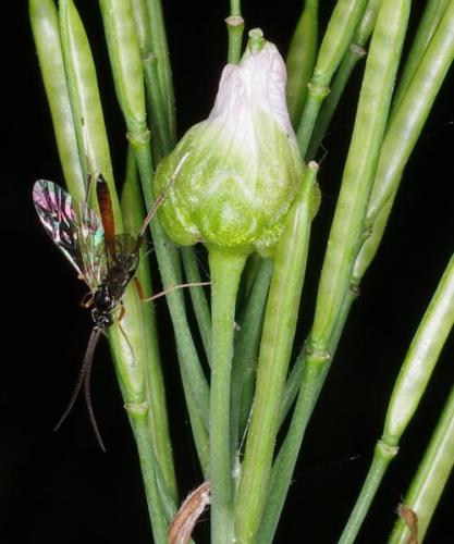 Dasineura cardaminis