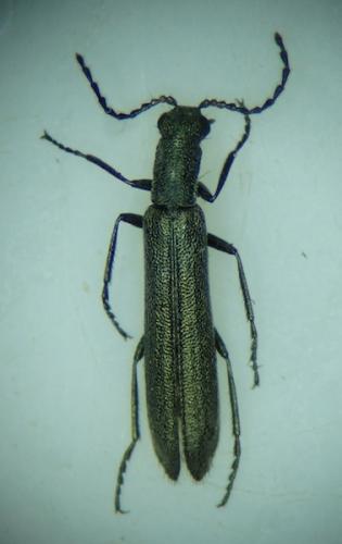 Réf. 183 960 : Dolichosoma lineare