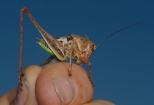 Decticus albifrons