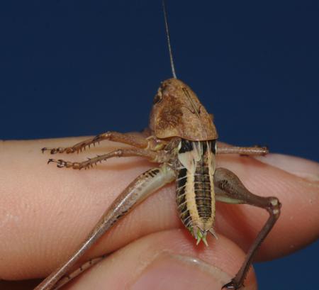 Decticus albifrons