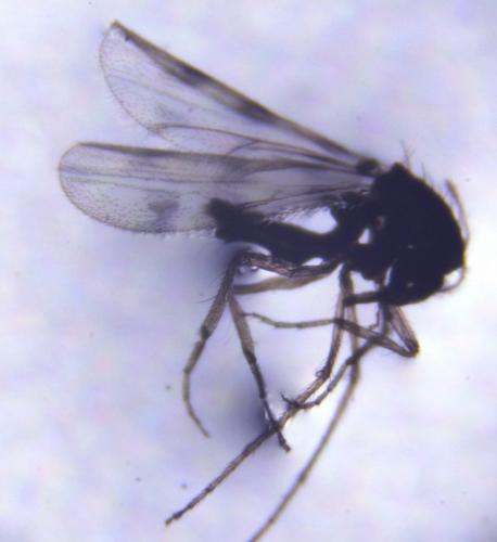 Réf. 183 901 : Culicoides sp.