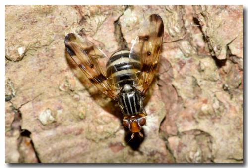 Otites porcus