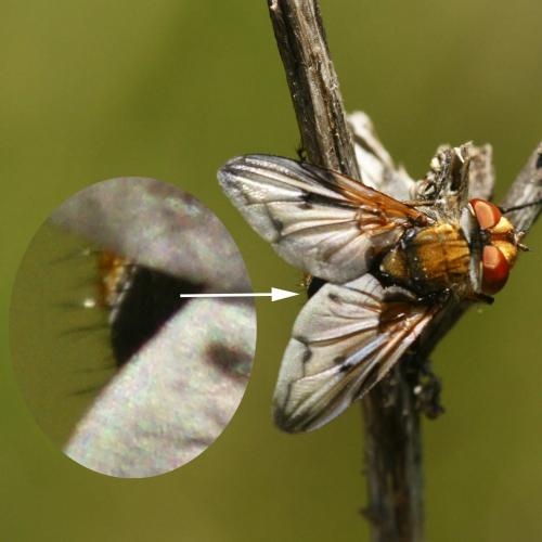 Réf. 183 090 : Ectophasia sp.