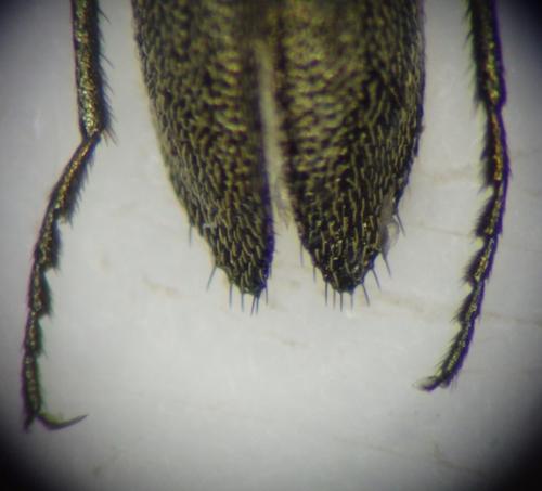 Réf. 183 961 : Dolichosoma lineare