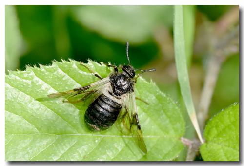 Abia fasciata
