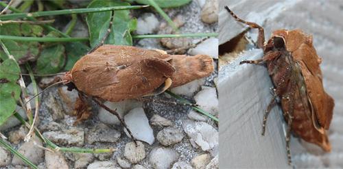 Noctua pronuba