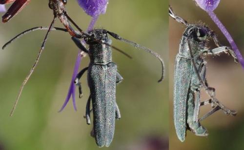 Réf. 183 728 : Opsilia coerulescens