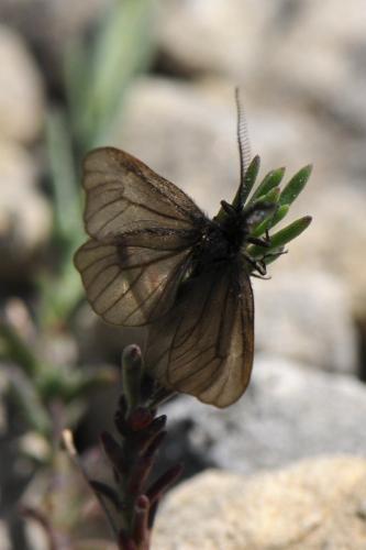 Heterogynis sp.