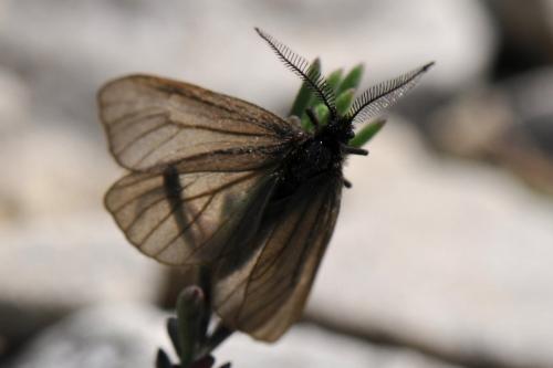 Réf. 183 849 : Heterogynis sp.
