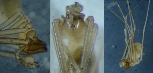 Leptoneta sp.