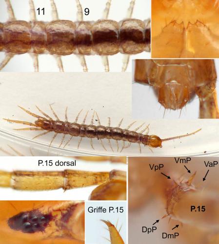 Lithobius lapidicola