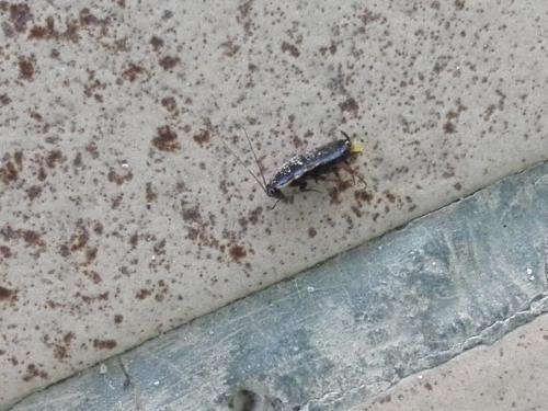 Loboptera canariensis