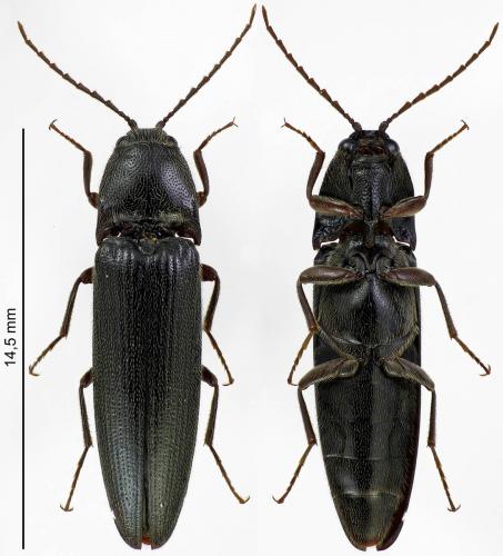 Réf. 183 294 : Melanotus villosus