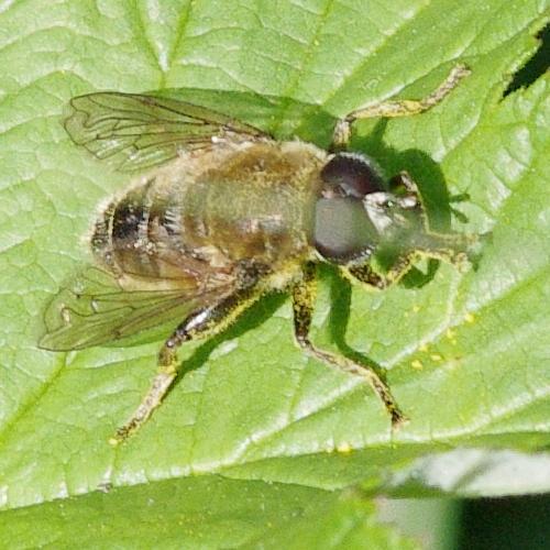 Merodon equestris