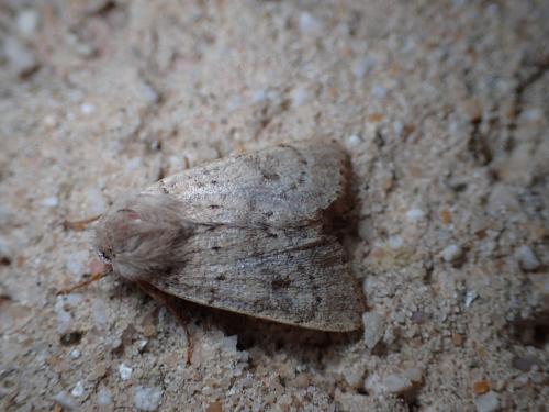 Réf. 183 913 : Orthosia cruda