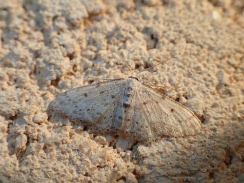 Idaea seriata