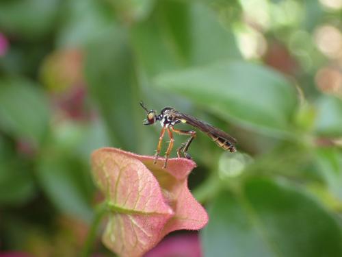 Dioctria bicincta