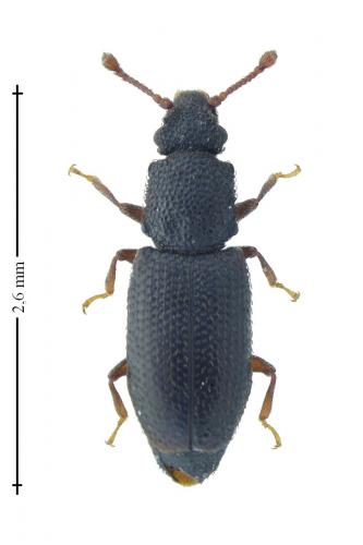Monotoma sp.