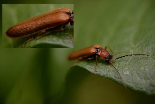 Réf. 183 523 : Denticollis linearis