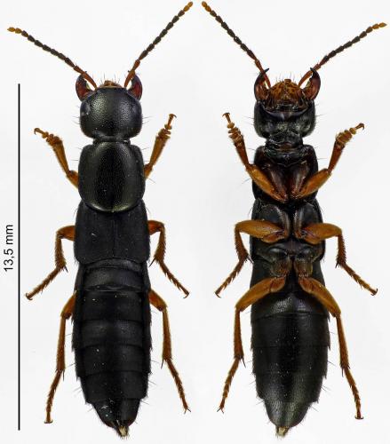Ocypus brunnipes