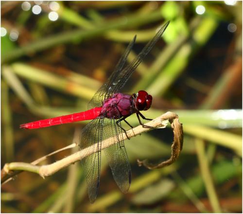 Orthemis schmidti