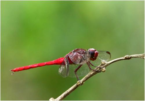 Orthemis schmidti