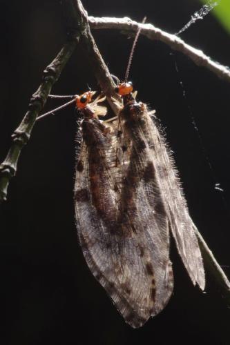 Osmylus fulvicephalus