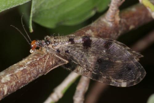 Réf. 183 650 : Osmylus fulvicephalus