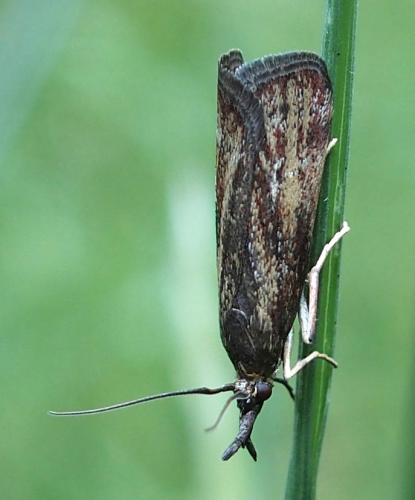 Réf. 183 789 : Hypochalcia lignella