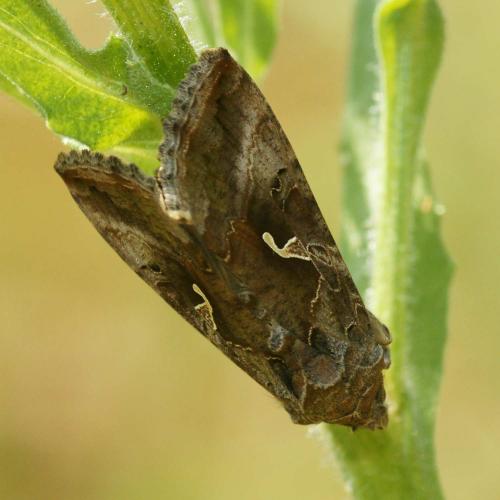 Réf. 183 691 : Autographa gamma
