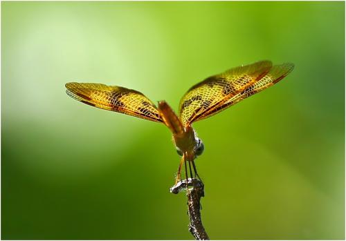 Réf. 183 003 : Perithemis rubita