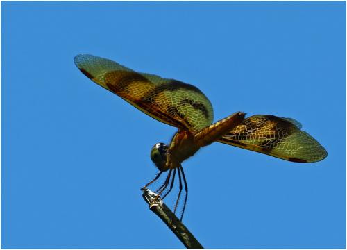Perithemis rubita
