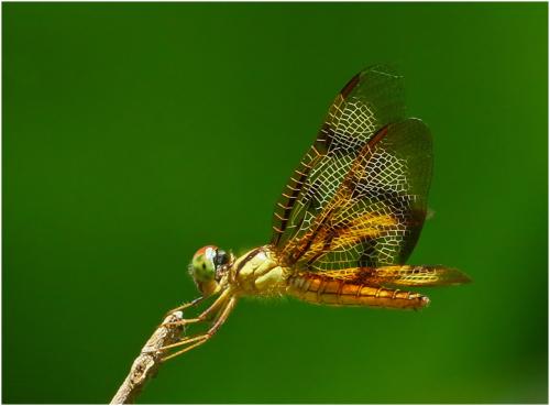 Réf. 183 005 : Perithemis rubita
