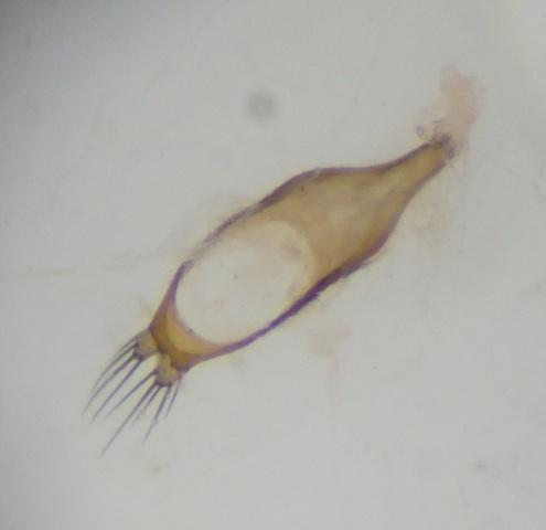 Réf. 183 963 : Dolichosoma lineare