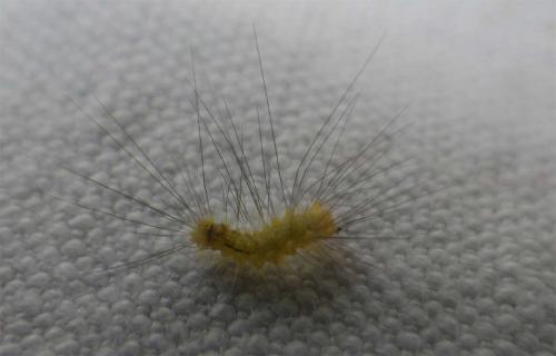 Calliteara pudibunda