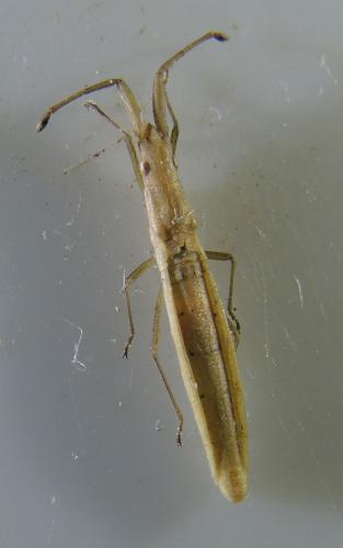 Réf. 183 532 : Prionotylus brevicornis