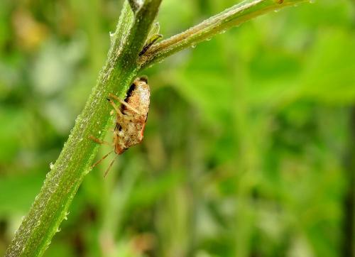 Dryadocoris apicalis