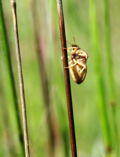 Tholagmus flavolineatus