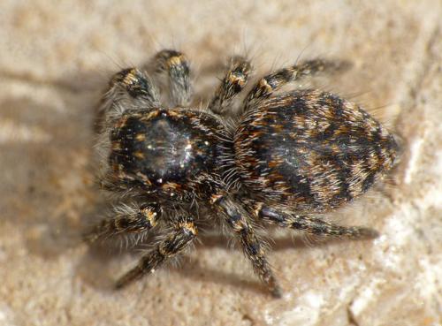 Philaeus chrysops