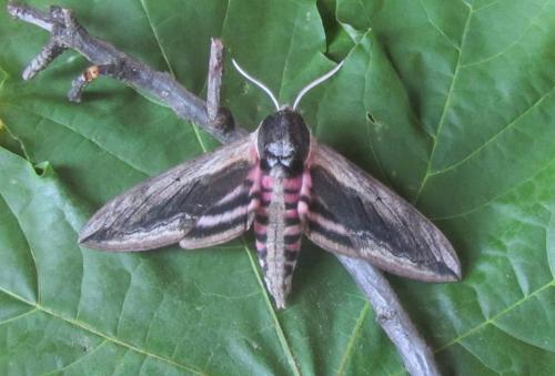Réf. 183 487 : Sphinx ligustri