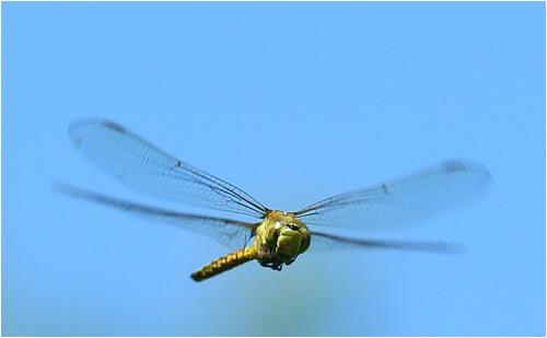Aeshna affinis