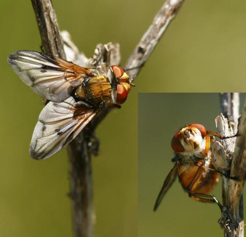 Ectophasia leucoptera