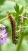 183239 – Photo : Greenlife – France (01)
