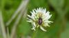 183891 – Photo : Greenlife – France (01)